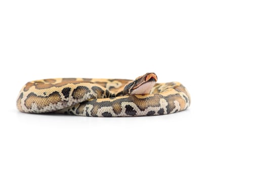 Preview: Sumatran Short Tail Python isolated on white background