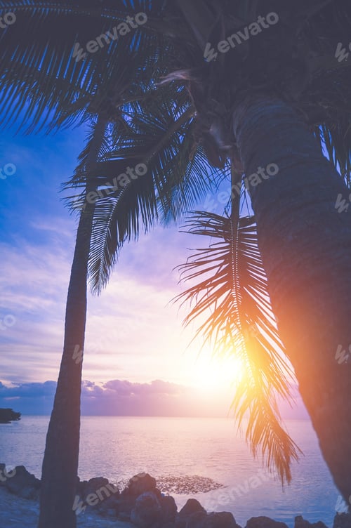 Preview: Tropical Vacation Sunrise