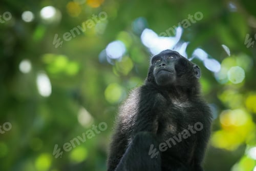 Preview: Celebes crested macaque
