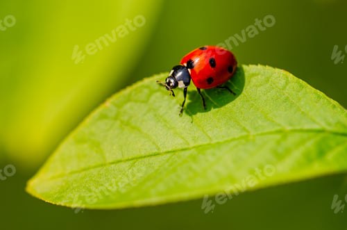 Preview: Macro photo of a ladybug on a green leaf