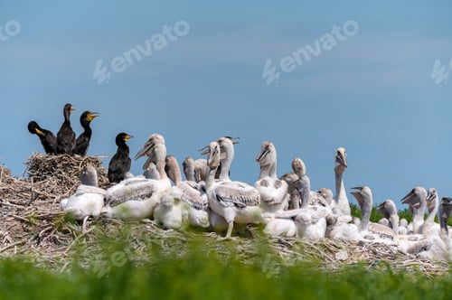 Preview: Dalmatian pelican and great cormorant nest colony