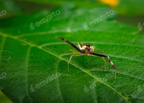 Preview: Jumping Spider Resting on a Vibrant Green Leaf