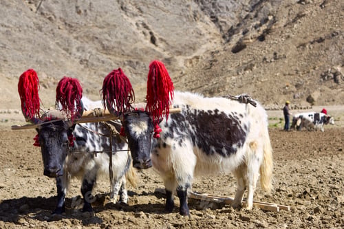 Preview: Tibetan yaks