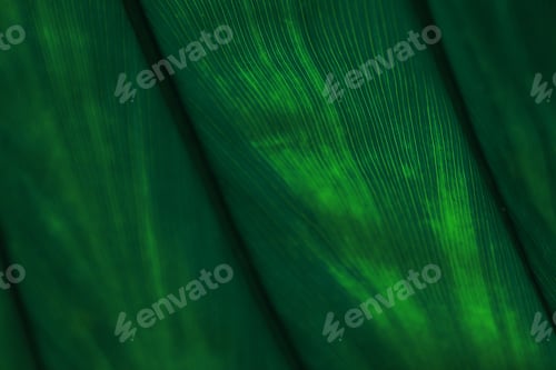 Preview: Macro view of green tropical leaf as background