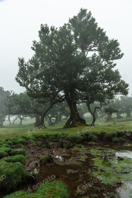Preview: Fanal Forest in Madeira, Portugal. Ancient Laurel trees in misty fog, UNESCO site.