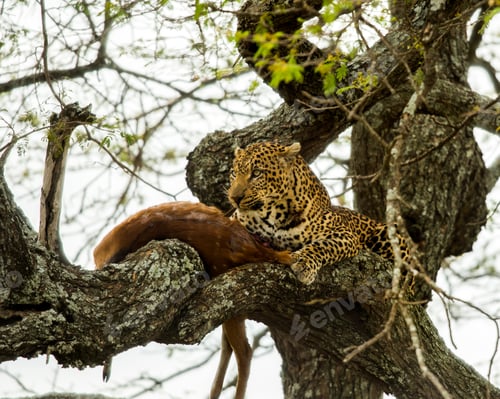 Preview: Leopard in a tree with its prey, Serengeti, Tanzania, Africa