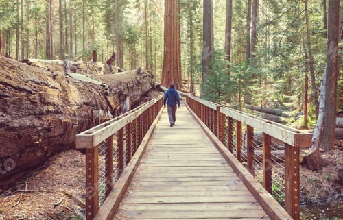 Preview: Sequoia