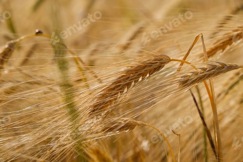 Preview: Close-up of a spike of ripe wheat