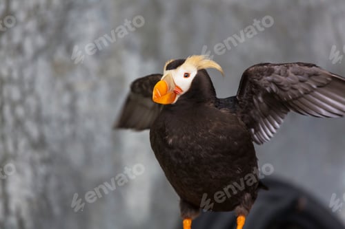 Preview: Puffin