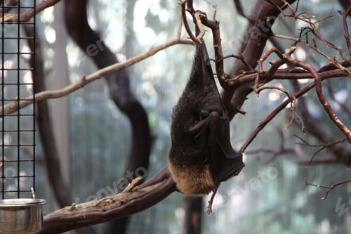 Preview: Bat hanging on a tree branch