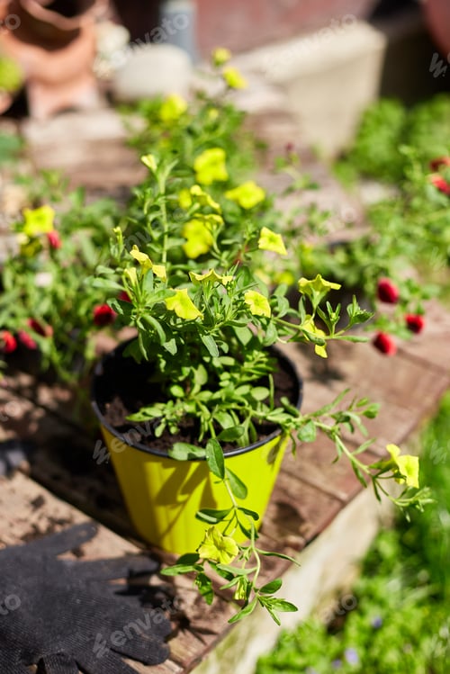 Preview: Flowers and gardening tools on wooden background