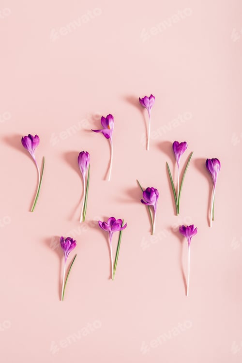 Preview: Layout from crocus flowers