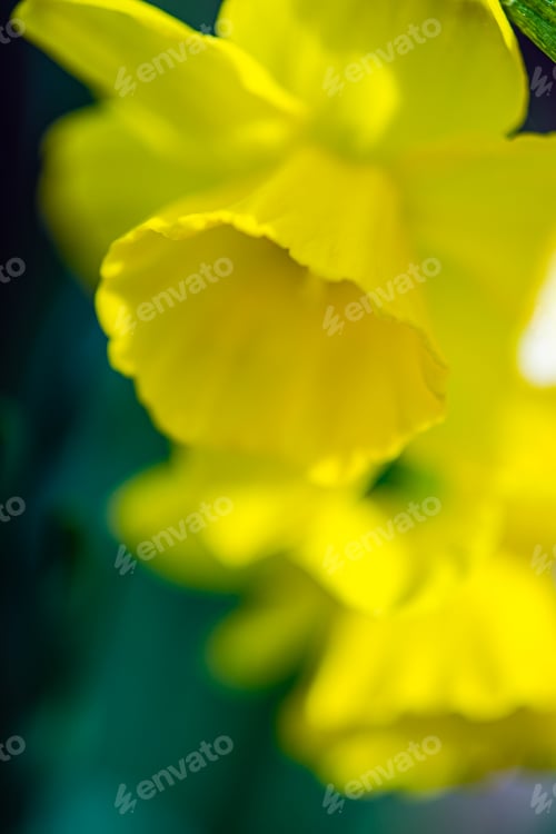 Preview: Yellow daffodil flowers