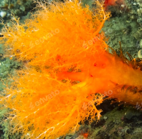Preview: Colorful sea life underwater, shallow underwater seascape