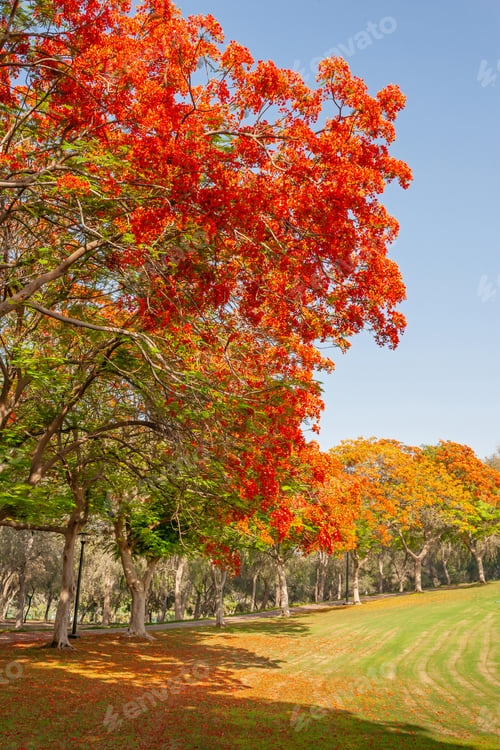 Preview: Flame Trees in Dubai