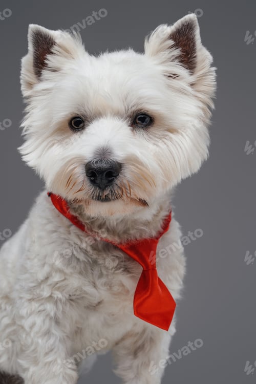 Preview: Domestic white terrier doggy with red necktie isolated on gray