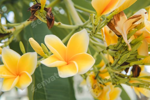 Preview: Branch of blossom yellow Frangipani or Plumeria flower surrounded by green leaves.
