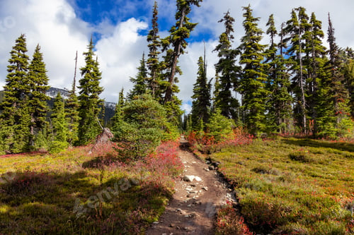 Preview: Hiking trail outdoors in Canadian nature. Sunny Fall Season