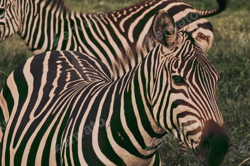 Preview: Pair of striped zebras standing around in a lush greenland