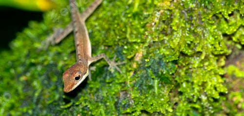 Preview: Anole Lizard, Corcovado National Park, Costa Rica