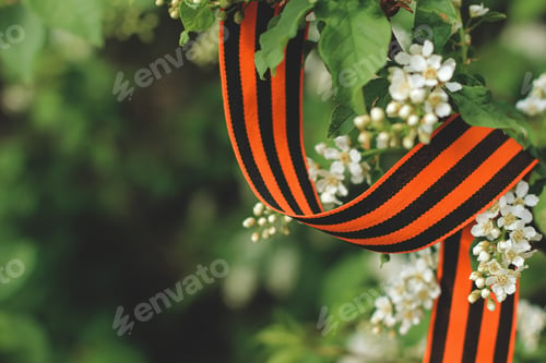 Preview: St. George’s ribbon on a spring blooming cherry tree on May 9 Victory Day. Patriotic war in Russia.