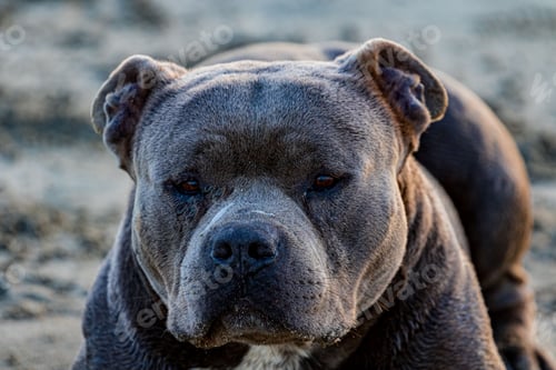 Preview: Adorable Staffordshire bull terrier dog standing in a lush green grassy field