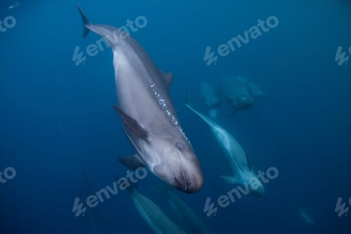 Preview: False killer whales swimming together