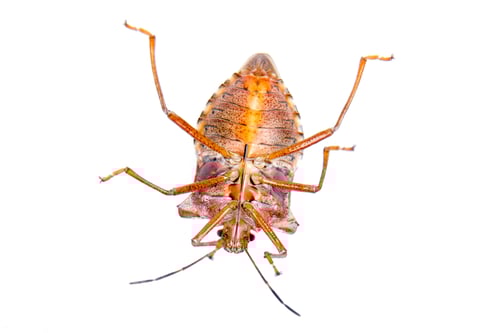 Preview: Shield bug on a white background