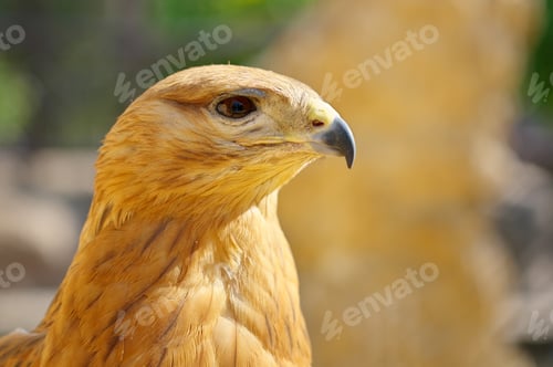 Preview: Hawk portrait. Bird in nature.