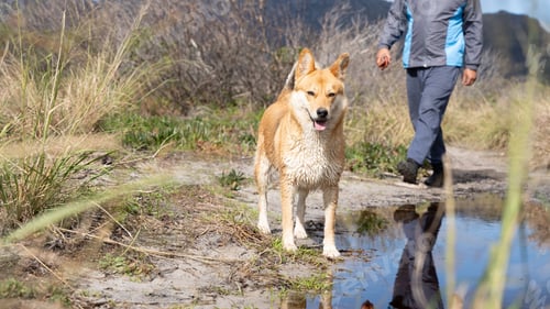 Preview: Man walking his shiba inu on a nature trail with reflections in a puddle on a sunny day