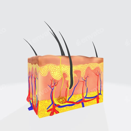 Preview: Anatomical structure of the human hair