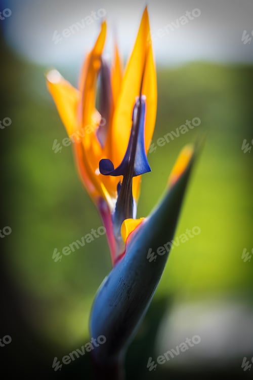 Preview: Wild Bird of Paradise plant in Maui, Hawaii