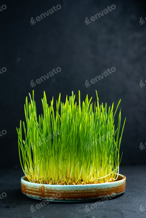 Preview: front view green holiday semeni on dark background spring novruz concept ethnic ribbon ornate