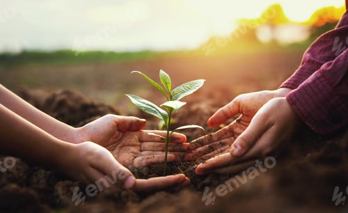 Preview: Two people are holding small plant in their hands