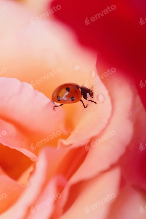 Preview: Ladybird on Soft Pink Petal