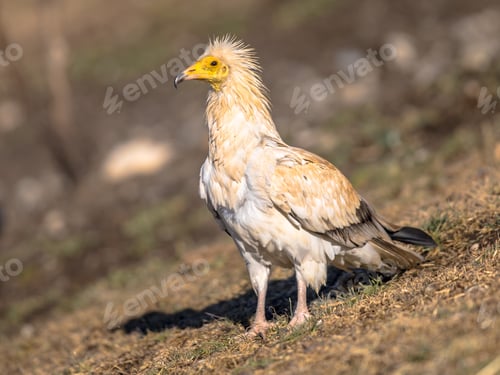 Preview: Egyptian vulture foraging