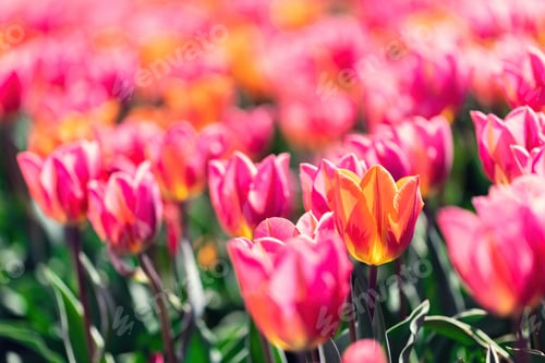 Preview: Tulip field flowers in bloom in spring