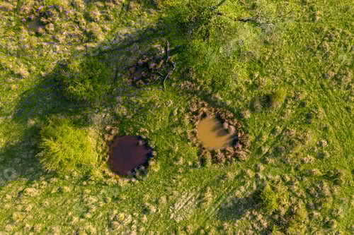 Preview: Aerial view of green pasture with small natural drinking ponds for buffalos and farm animals
