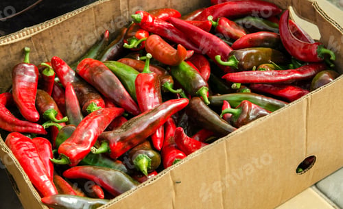 Preview: Harvest of red hot pepper lies on a pile.