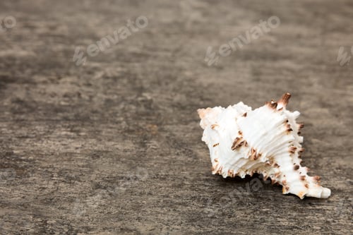 Preview: Beach seashells on colored background. Mock up with copy space