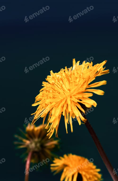 Preview: Close-up dandelion flowers on dark blue background. Bright floral wallpaper. Macro in nature