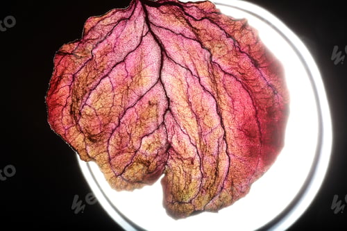 Preview: Dry Leaf Texture Abstract Background