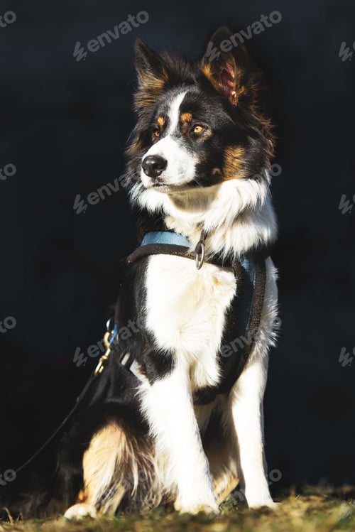 Preview: A border collie dog