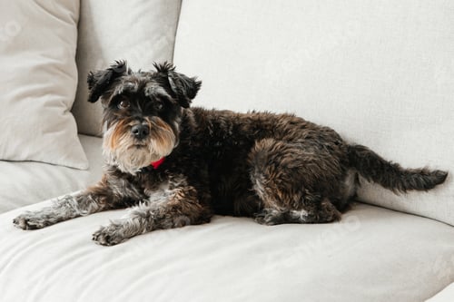 Preview: Cute Dog Relaxing on Light Colored Sofa