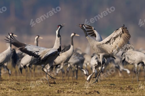 Preview: Common crane (Grus grus)