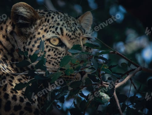 Preview: Closeup of a leopard sneaking behind bushes at a forest