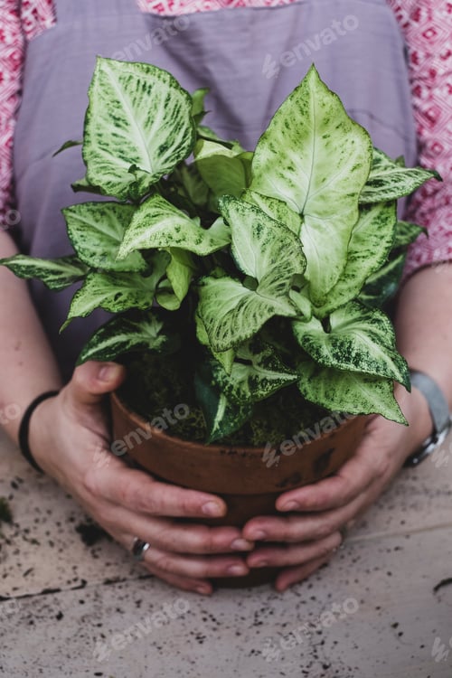 Preview: Close up of a person holding terracotta pot with plant with white and green variegated leaves.