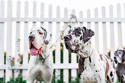 Preview: Great Dane dogs near the fence