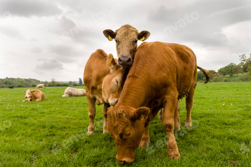 Preview: Three cows standing in a field, County Kilkenny, Ireland