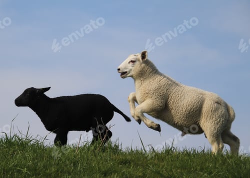 Black and White Lambs Run in Green Pasture